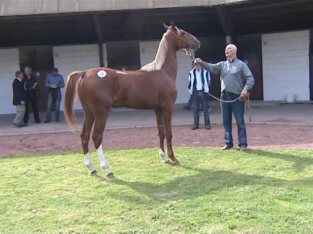 Yearlings Amiens 2007-13.jpg