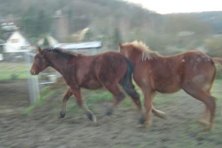 Copie de 26-12-08 003.jpg