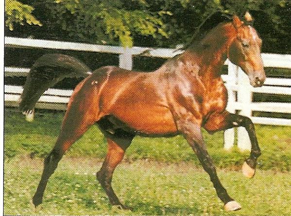 Duc de vrie  Etalon.jpg