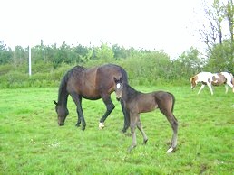 FOAL 1.jpg