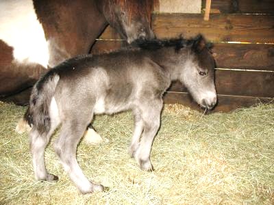 FOAL 2.jpg