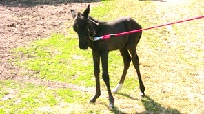 FOAL 3.jpg