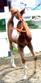 FOAL 4.jpg