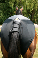 foal.option.jpg