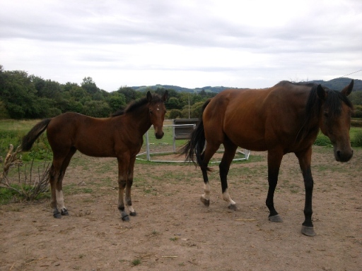 2011-08-14 13.04.10.jpg