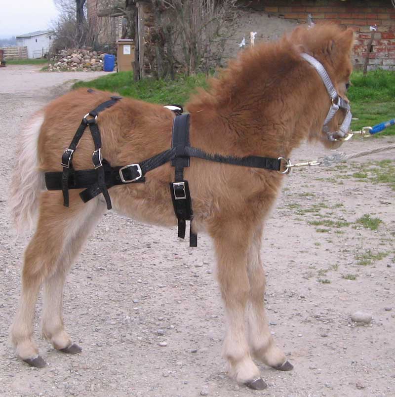 foal.trainer.jpg