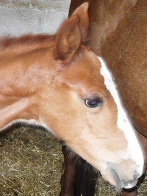 Foal -C---.JPG