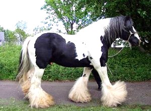 Irish Cob.jpg