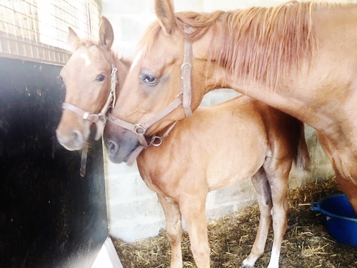 GIRLY ET PRIMA AU BOX.jpg